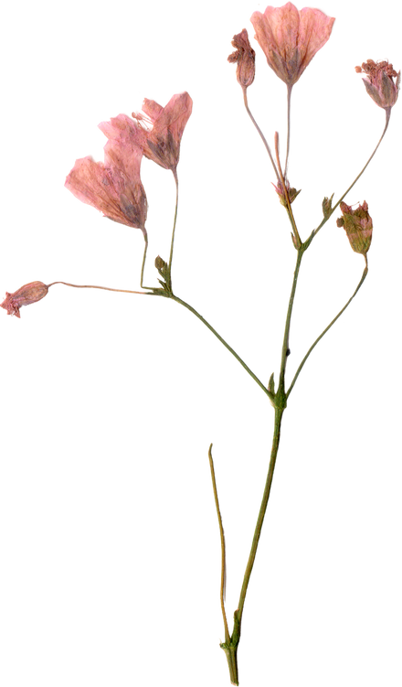 Pressed and Dried Flower